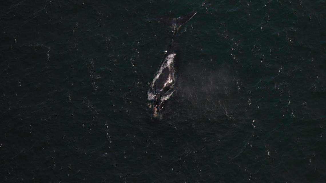 An 11-year-old North Atlantic right whale named “Cottontail” was found dead near the South Carolina coast after being caught up in fishing gear for several months, wildlife experts say.
