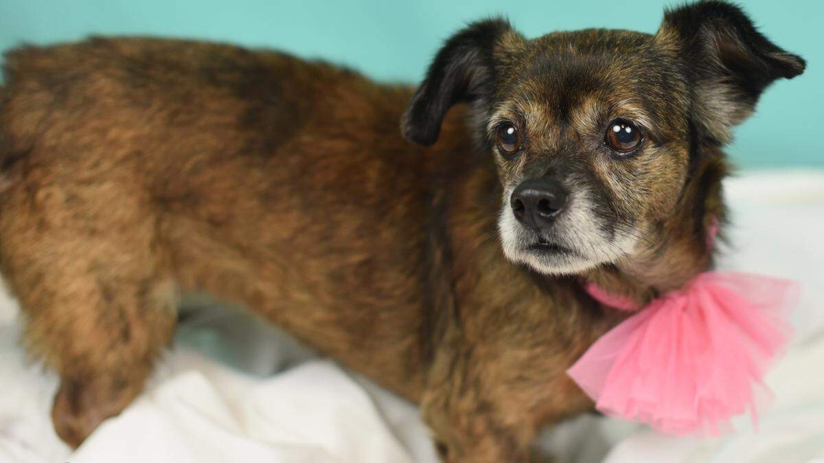 Hearty, a 6-year-old female terrier mix, is the featured pet of the week for the Humane Society of South Mississippi, 2615 U.S. 49, Gulfport. For details about adopting a pet, call 863-3354 or check out hssm.org. All animals adopted through HSSM are spayed/neutered, given shots and are microchipped. Other pets are also available at the Hancock County Animal Shelter, 7175 Texas Flat Road, Kiln, 466-4516, or the Jackson County Animal Shelter, 4400 Audubon Drive, Gautier, 497-6350.
