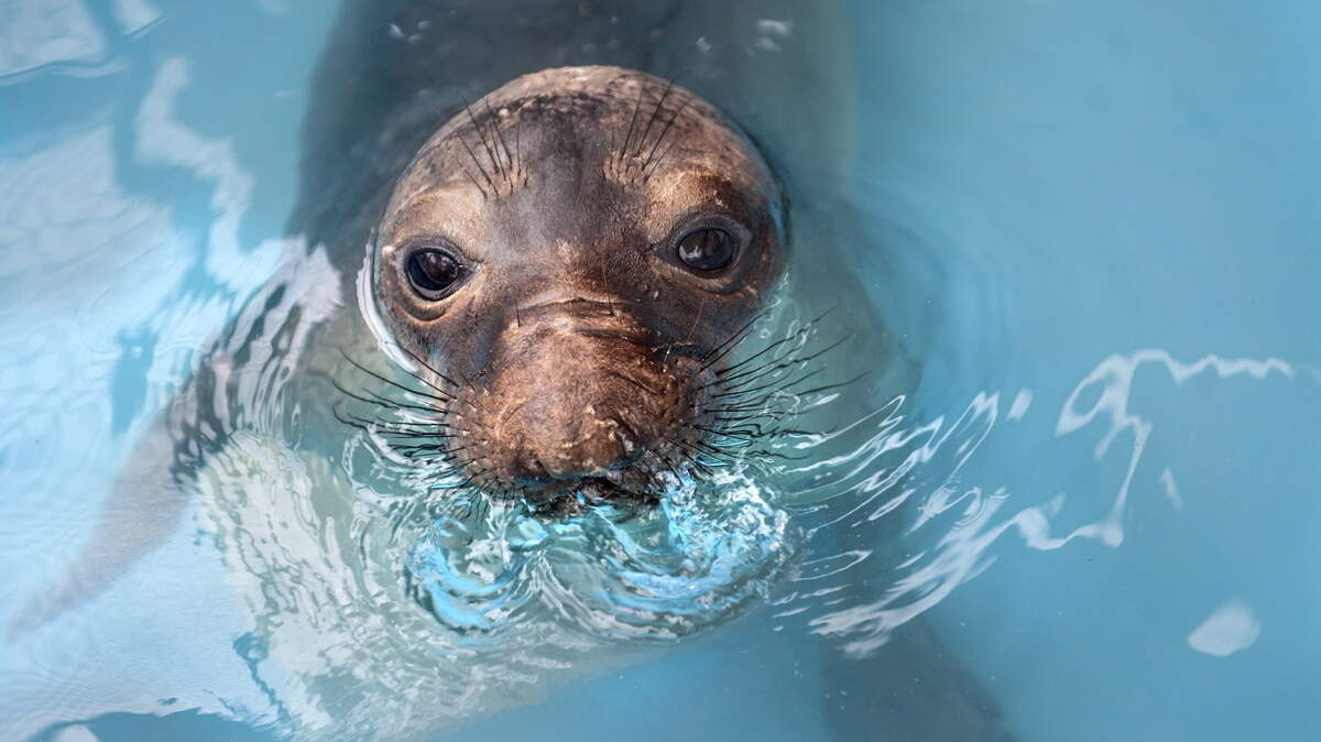 Rocky Flores, a rescued elephant seal at Pacific Marine Mammal Center in Laguna Beach, Calif., was rescued from the beach and named in honor of the family that helped carry him up scores of stairs in Laguna Beach. Sea lion strandings are already high, and have been for a couple years. The expectation is that this number will increase with El Nino. (Ana Venegas/Orange County Register/TNS)