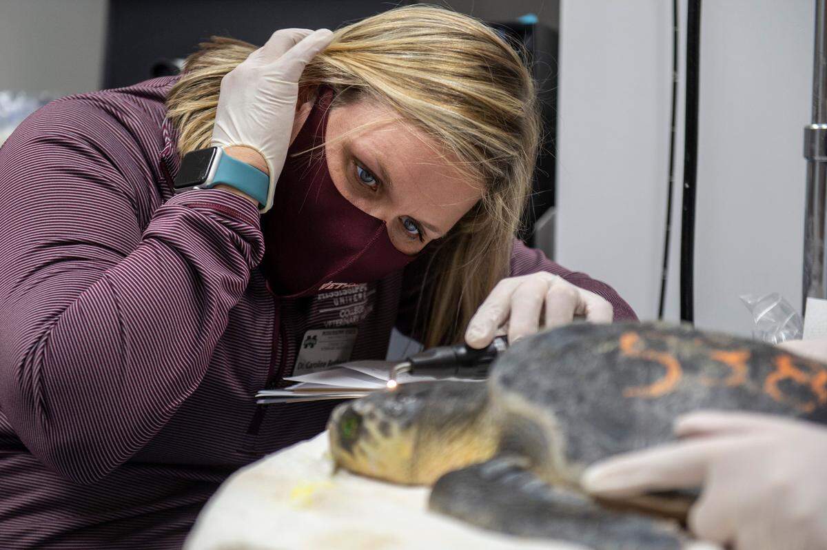 Dr. Caroline Betbeze, a veterinary ophthalmologist with the College of Veterinary Medicine at Mississippi State, looks into the eyes of one of the Kemp’s Ridley sea turtles at the Institute for Marine Mammal Studies in Gulfport on Monday, Dec. 20, 2021. According to Betbeze, turtles have very sensitive eyes and even have a muscle behind their eye that can retract their eyes further into their heads.
