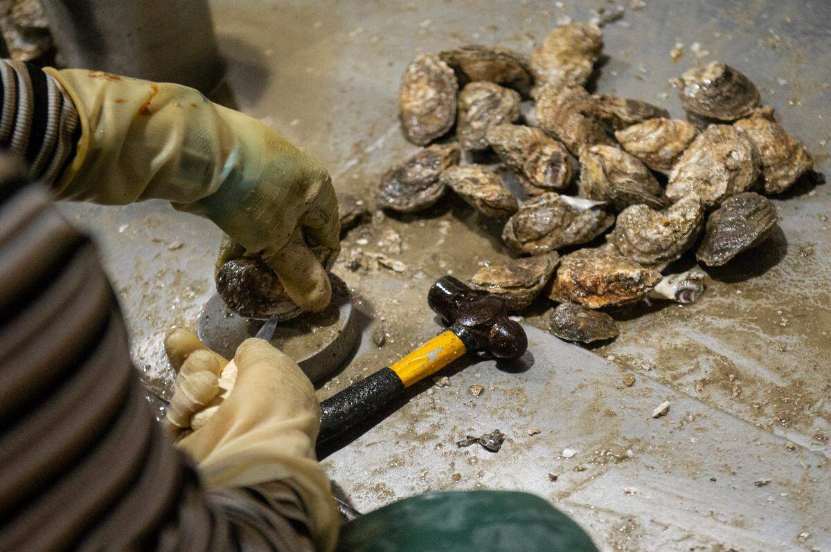 Workers shuck oysters at Crystal Seas, an oyster processing facility in Pass Christian, on Tuesday, Jan. 17, 2023.
