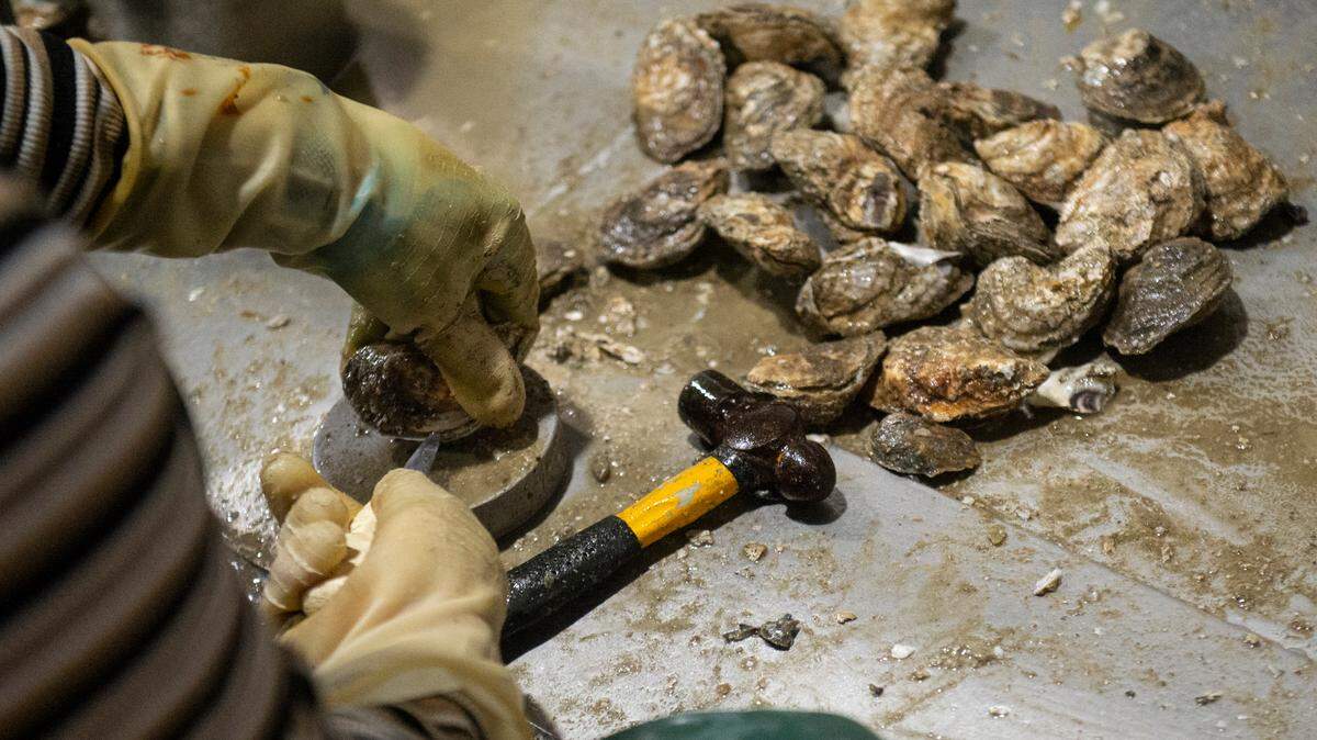 Workers shuck oysters at Crystal Seas, an oyster processing facility in Pass Christian, on Tuesday, Jan. 17, 2023.