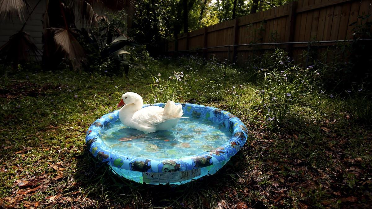 Ocean Springs' Brandy Hall is looking for a mate for her Embden Goose Lucy and has turned to Facebook for help. Lucy has adopted Hall's dogs as her flock, but the dogs do not reciprocate the attention. Hall thinks Lucy would be happier with another goose or gander to bond with. So far she hasn't had any luck finding a mate, but says she's gotten a lot of positive response from people thinking it's humorous.