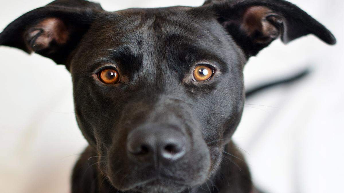 Hannah, a 1-year-old female Labrador retriever mix, is the featured pet of the week for the Humane Society of South Mississippi, 2615 U.S. 49, Gulfport. For details about adopting a pet, call 863-3354 or check out hssm.org. All animals adopted through HSSM are spayed/neutered, given shots and are microchipped.Other pets are also available at the Hancock County Animal Shelter, 7175 Texas Flat Road, Kiln, 466-4516, or the Jackson County Animal Shelter, 4400 Audubon Drive, Gautier, 497-6350. Contact each shelter for adoption fees.