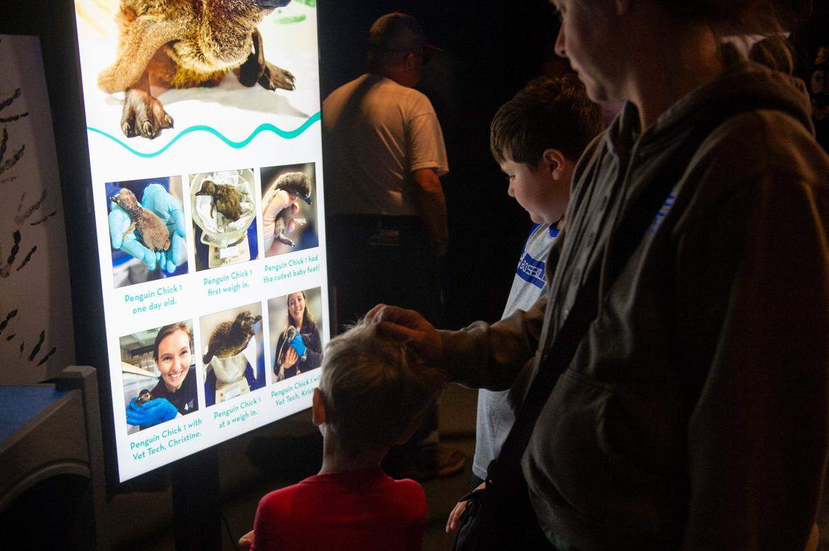 Visitors read signage about African penguins at the Mississippi Aquarium on Saturday, March 22, 2025. The aquarium is raising funds to eventually build a permanent larger habitat for their colony of African penguins.