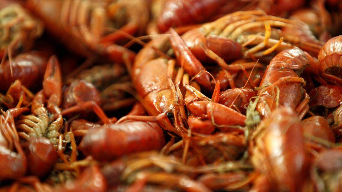 Deputies said the man had already filled up three sacks of crawfish when he was found. (AP Photo/Gerald Herbert)