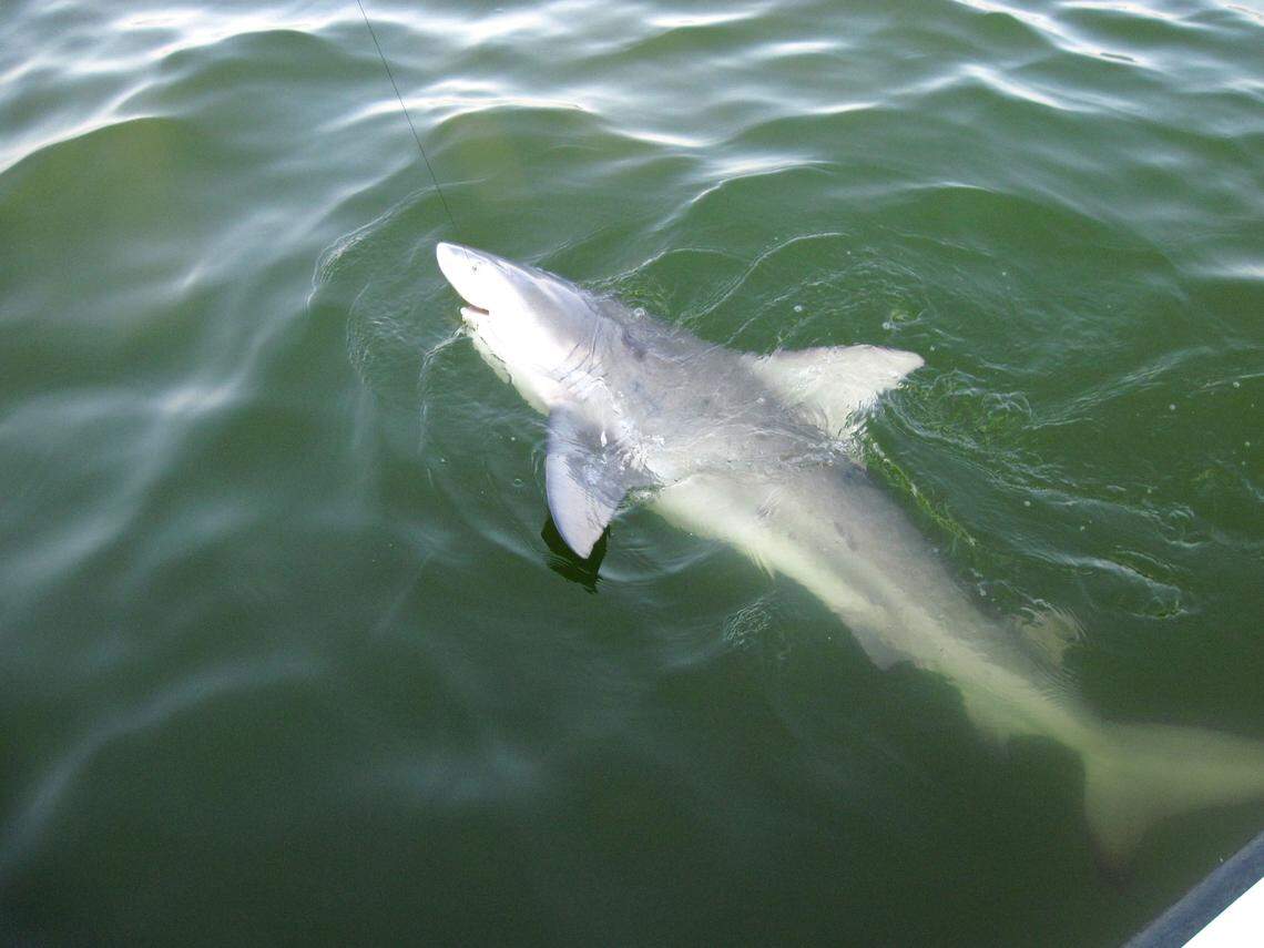 A bull shark near Cat Island