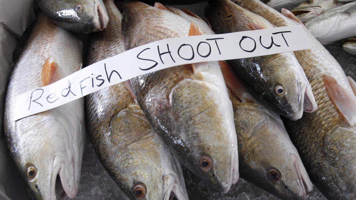 SUN HERALD FILE 
 Red Fish at the Mississippi Deep Sea Fishing Rodeo at the Harrison County Fairgrounds in Gulfport.