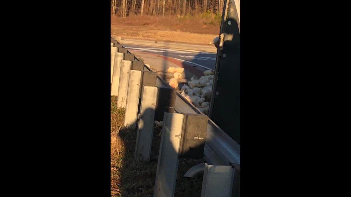 Dozens of live chickens were free to roam after a poultry truck overturned on a north Georgia road Thursday morning, officials said. The road has since reopened.