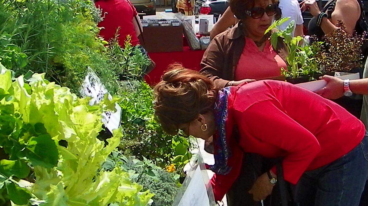 DONNA HARRIS/SUN HERALD/FILE 
 Margaret Mallett makes her selections from the Courtney Farms booth at a previous Herb & Garden Festival in Ocean Springs.