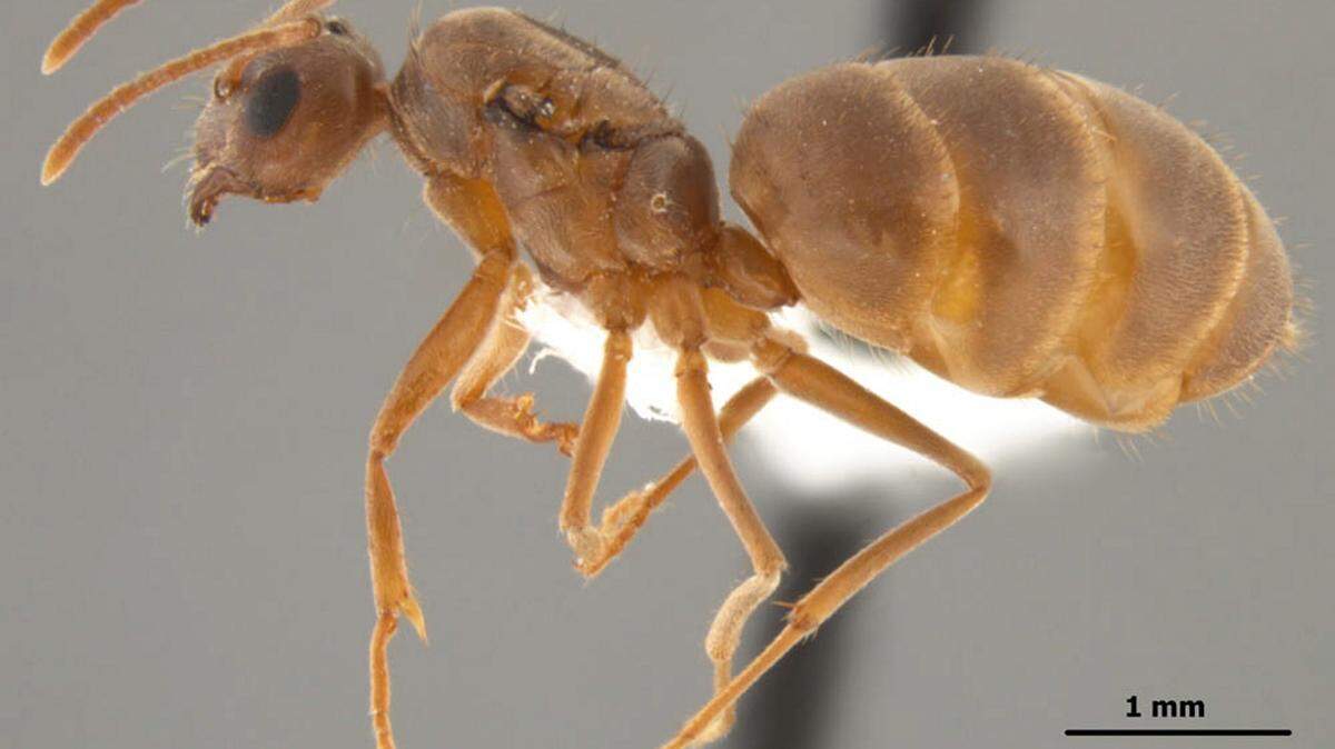 JOE A. MacGOWN/MISSISSIPPI ENTOMOLOGICAL MUSEUMNylanderia fulva, side view of a dealate female from South Mississippi.