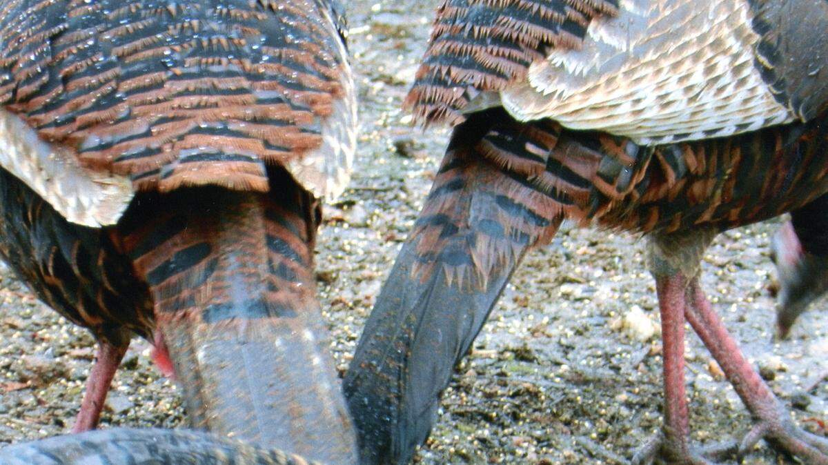 KAT BERGERON/SPECIAL TO THE SUN HERALDIf someone showed you this photo at a different time of year and asked what is in the photo, would you recognize this as wild turkey legs? Turkeys, skittish by nature, are difficult to shoot -- with a lens.