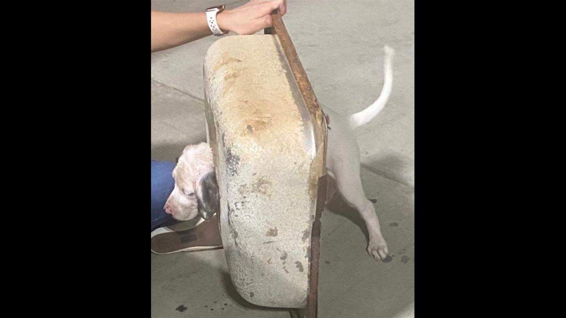 A family’s dog had to be cut free after getting its head stuck in an old sink, according to fire rescue officials in Pickens County, Georgia.
