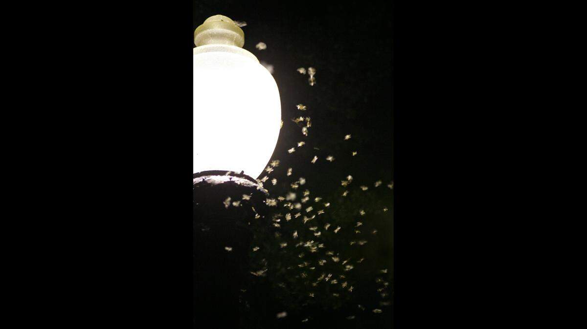 Formosan termites swarm around a light in New Orleans Tuesday, May 8, 2007. 
