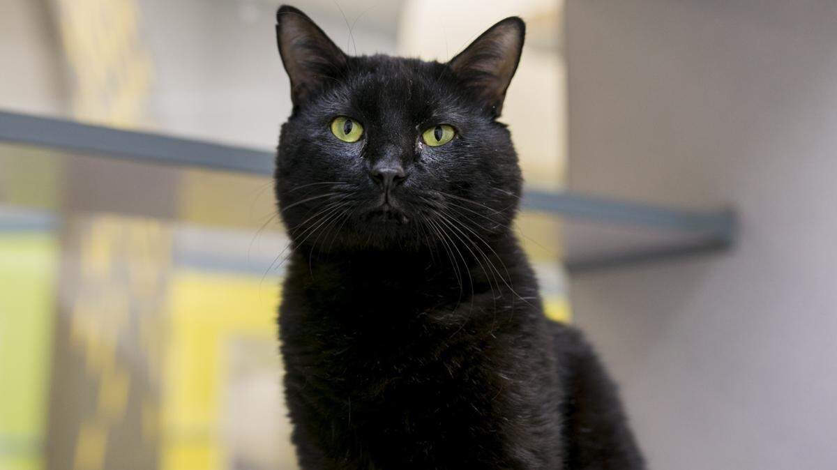 Simon (31196835), a 4-year-old male domestic shorthair mix, is the featured pet of the week for the Humane Society of South Mississippi, 2615 U.S. 49, Gulfport. For details about adopting a pet, call 863-3354 or check out hssm.org. All animals adopted through HSSM are spayed/neutered, given shots and are microchipped. Other pets are also available at the Hancock County Animal Shelter, 7175 Texas Flat Road, Kiln, 466-4516, or the Jackson County Animal Shelter, 4400 Audubon Drive, Gautier, 497-6350. Contact each shelter for adoption fees.