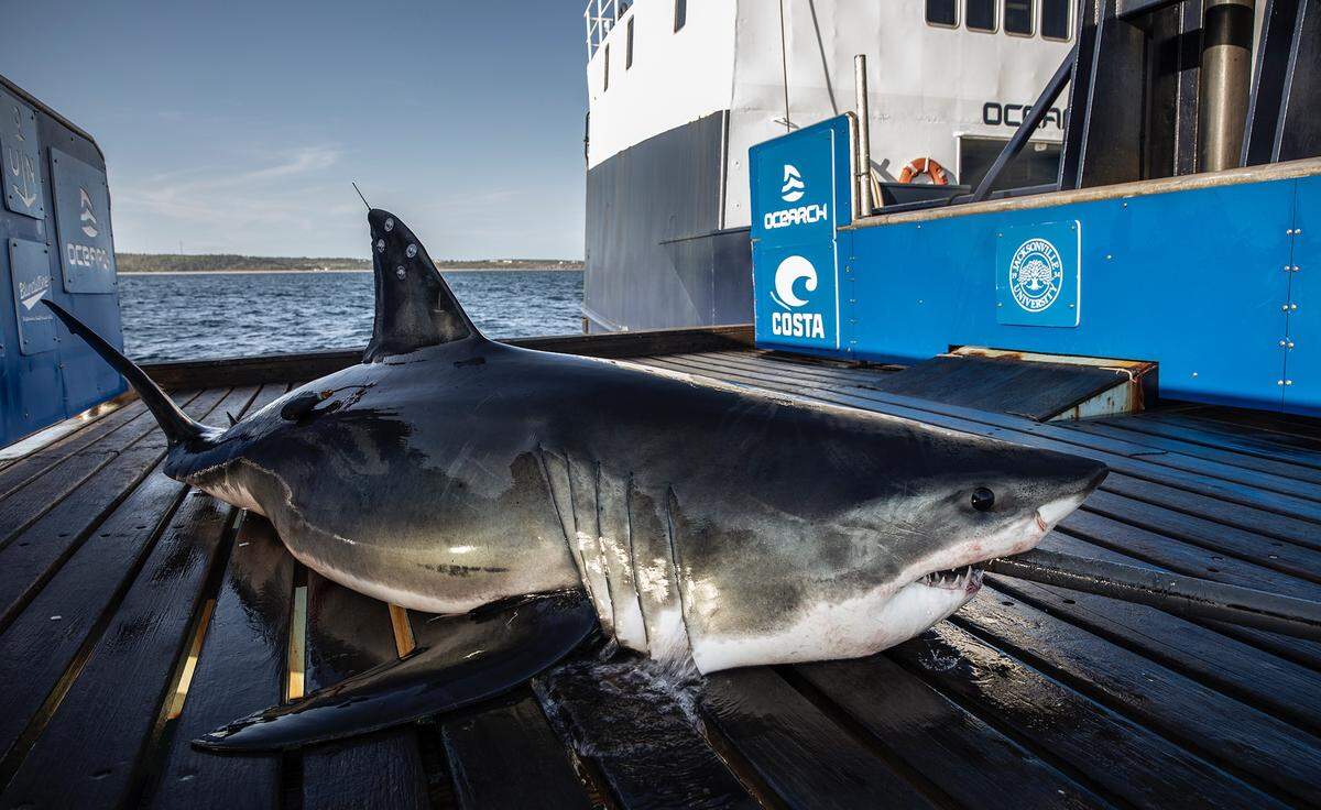 Keji, a 9-foot-7, 578-pound, juvenille great white shark, pinged Monday off the coast of Pascagoula.