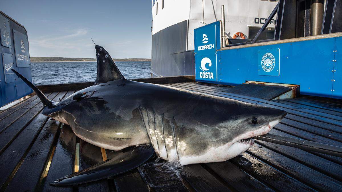 Keji, a 9-foot-7, 578-pound, juvenille great white shark, pinged Monday off the coast of Pascagoula.