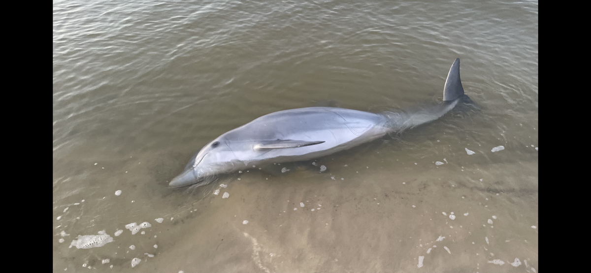 A young male bottlenose dolphin with pneumonia washed up on Saturday in Long Beach. It is being treated at the Institute For Marine Mammal Studies in Gulfport.