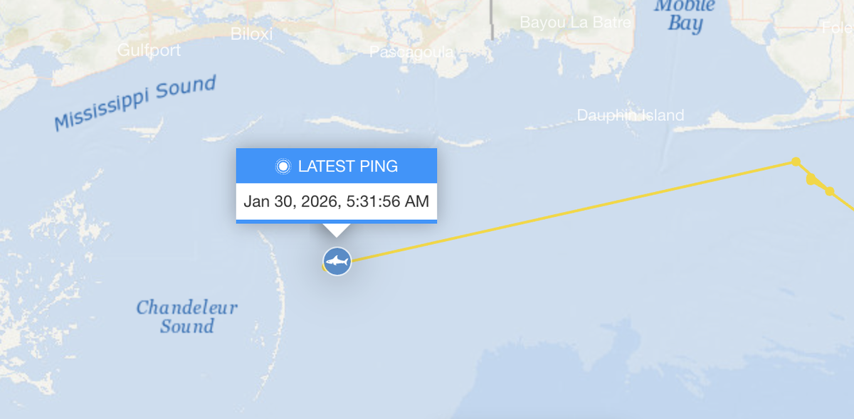 A screenshot from OCEARCH’s website shows Ernst’s travels this month near the Mississippi and Alabama coastlines.
