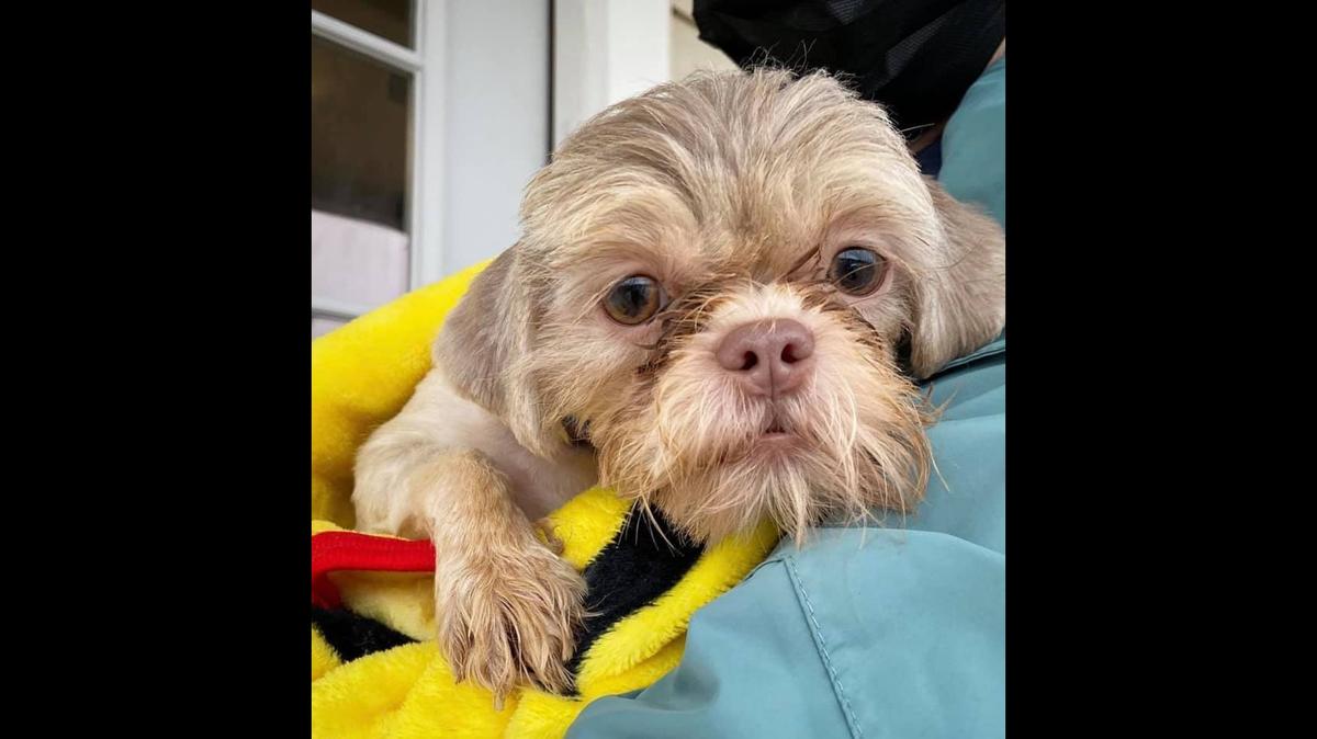 A Louisiana woman is charged with 174 counts of cruelty to animals after more than 200 dogs were found living in horrific conditions at her in-home puppy mill in February, officials say. This is one of the dogs that was rescued.