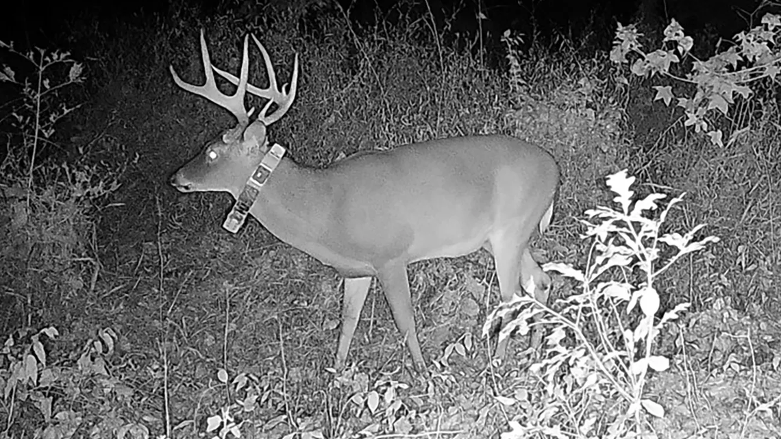 Buck 140 was recorded crossing the Mississippi River four times in two years.