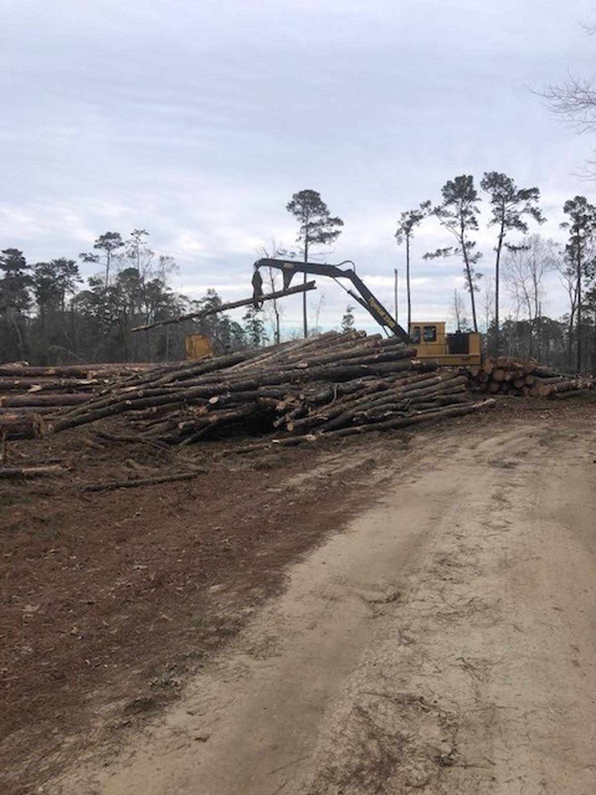 The timber harvest at Pascagoula River Wildlife Management Area in process.