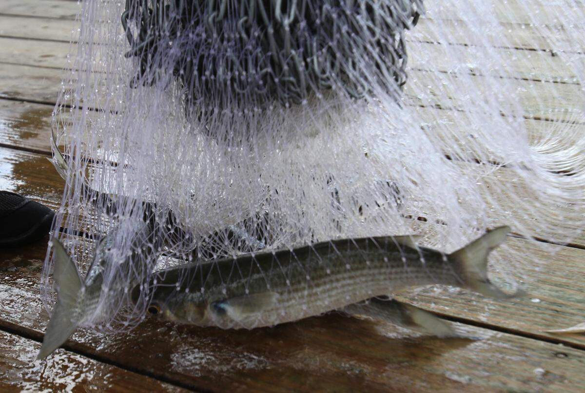 Mullet caught in a cast net on Stringer Pier at Long Beach Harbor in 2011. Mullet is a warm-water bottom-feeder. Louisianians don’t eat as much mullet, because, there, the mullet tastes like the muddy bottoms they feed on. Not a problem with the sandy bottoms along the coasts of Mississippi, Alabama and Florida, where fresh-caught mullet is a real treat.