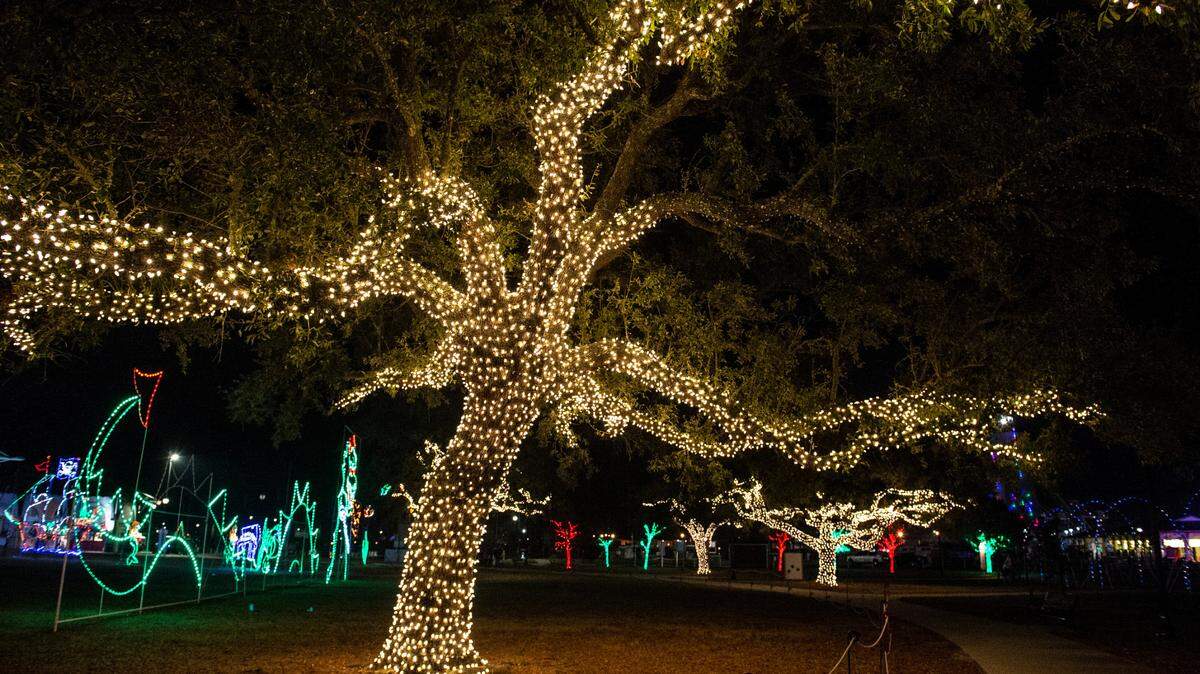 Oak trees are illuminated with Christmas lights during the Harbor Lights Winter Festival at Jones Park in Gulfport on Thursday, Dec. 2, 2021.
