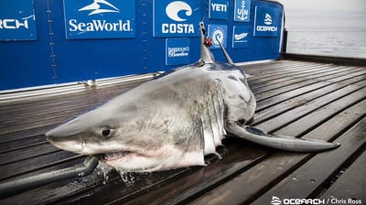 Sable is a young great white shark who pinged in the Gulf of Mexico in January 2023.