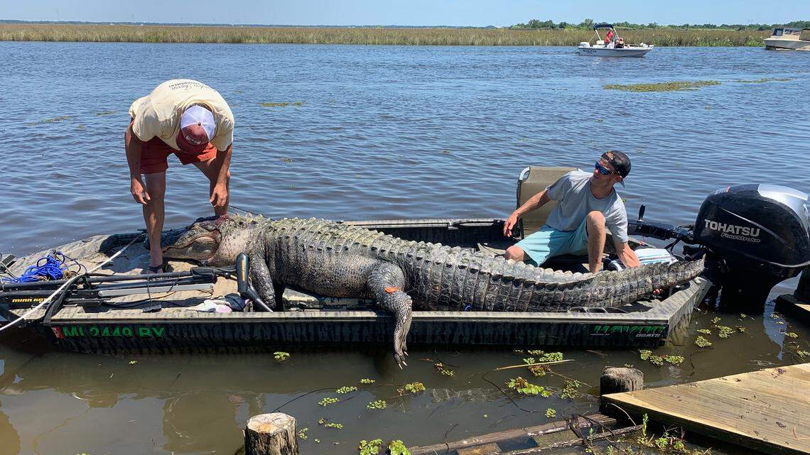 It took 6 men and a forklift to wrangle Coast gator caught minutes after season opening