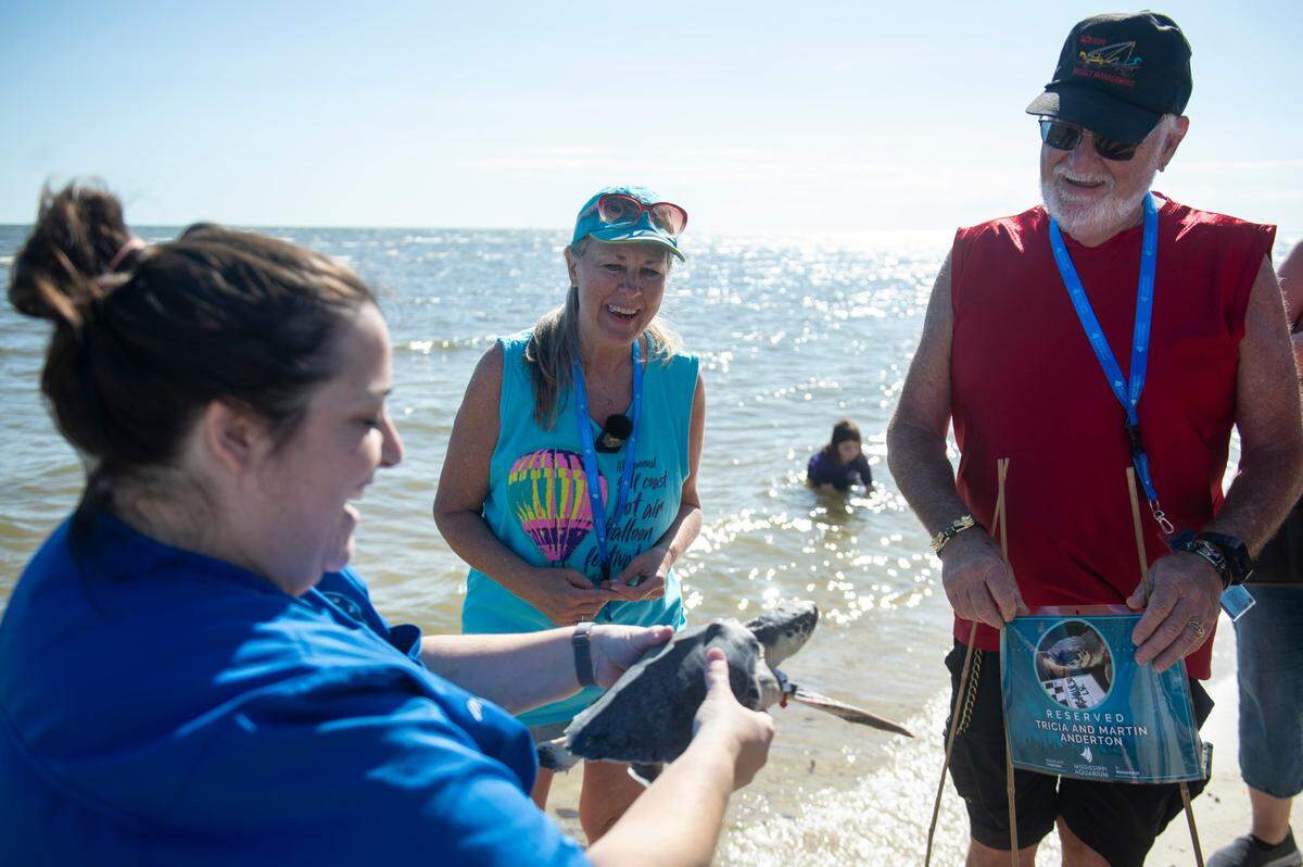 Dr. Alexa Delaune, Vice President of Veterinary Services and Research for the Mississippi Aquarium, introduces Clean, a Kemp’s ridley sea turtle named after a Taylor Swift song, to his sponsors before being released back into the wild on Wednesday, March 12, 2025. The Mississippi Aquarium rehabilitates cold-stunned sea turtles and the public can help sponsor their care.