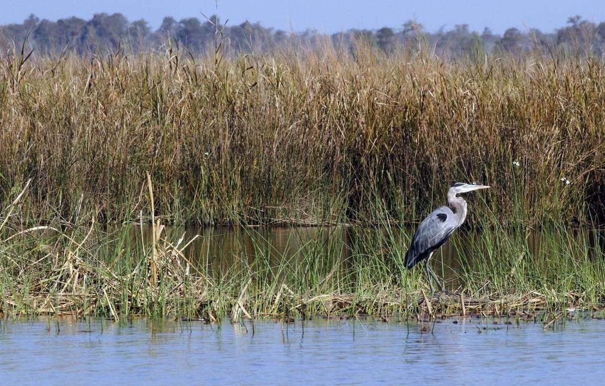 A Blue Heron stands among marsh grass along the Pascagoula River.