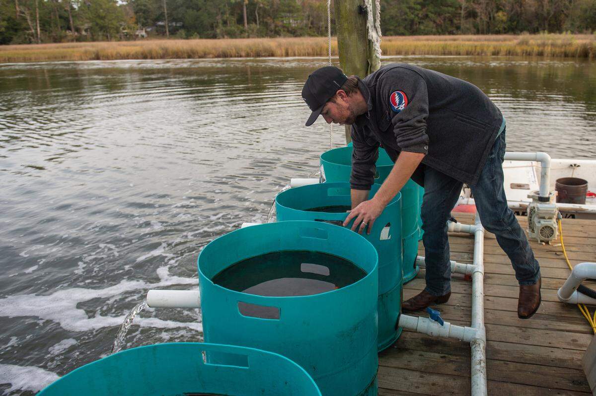 Chase Sekul, a co-owner and co-founder of Eagle Point Oyster Co., checks on tanks filled with young oysters on a dock at Ocean Springs Harbor on Friday, Dec. 1, 2023. Eagle Point and other companies are growing oysters in cages off the south side of Deer Island in the Mississippi Sound.