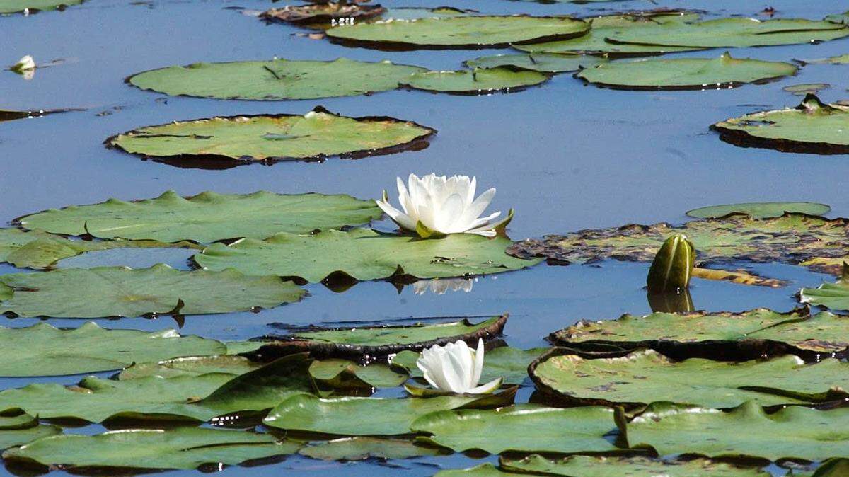 Lilly pads, Pascagoula River.