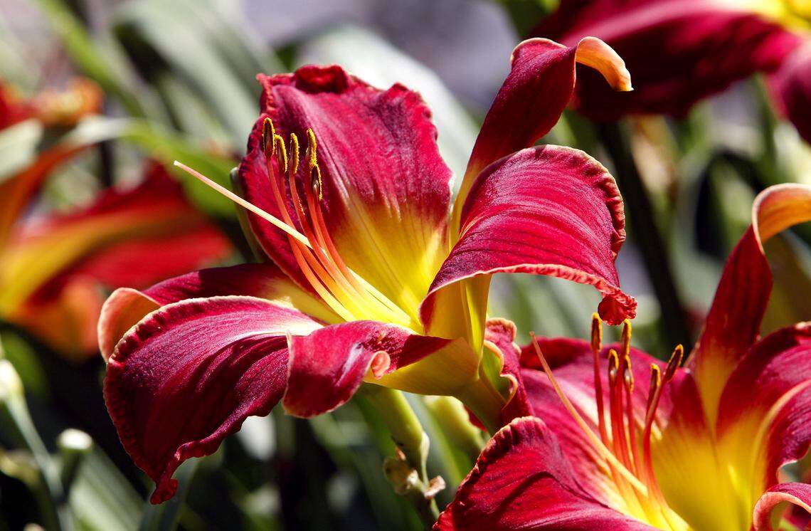 Tommy Maddox grows one of a kind day lilies | Biloxi Sun Herald