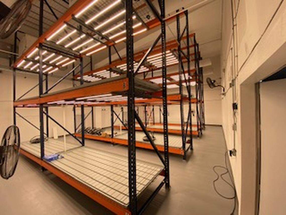 A marijuana flowering room at Missisippi Green Oil LLC, doing business as Simply Marvelous, is ready for plants at the company’s Prentiss location, which was previously home to a tire warehouse.