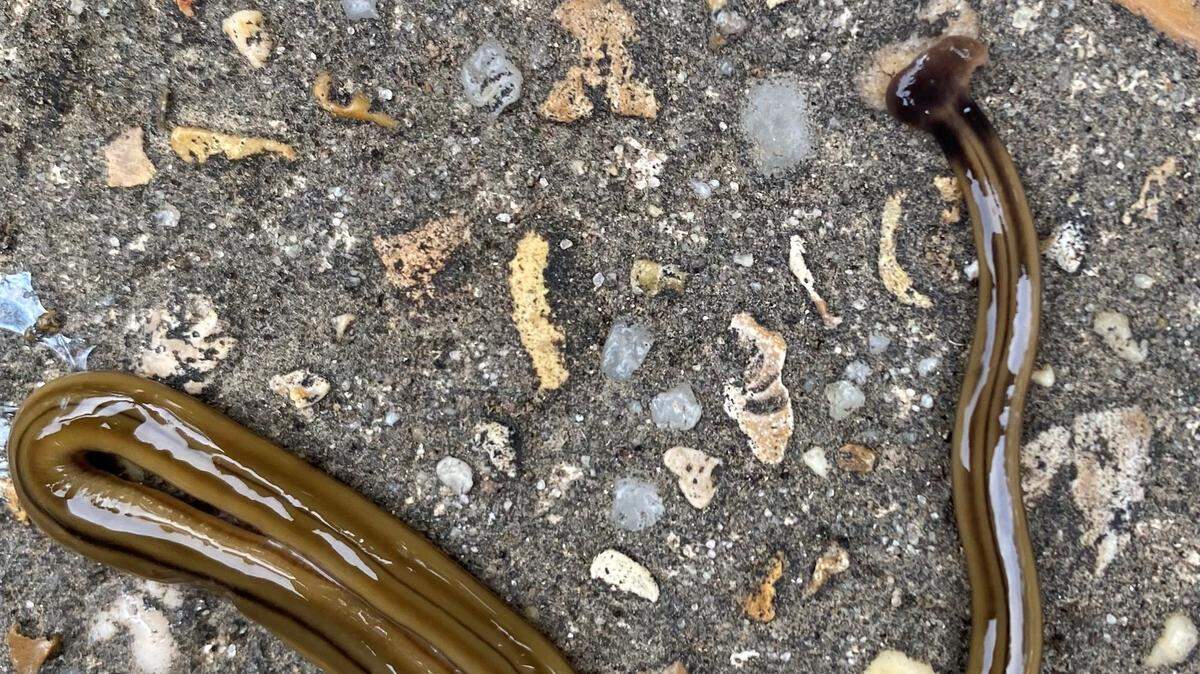 Hammerhead worms have long, flat, slimy bodies and cobra-like heads, experts said.