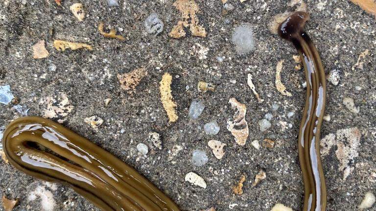 Invasive worm with ‘cobra-like’ head seen in MS, experts say. Here’s why it’s dangerous