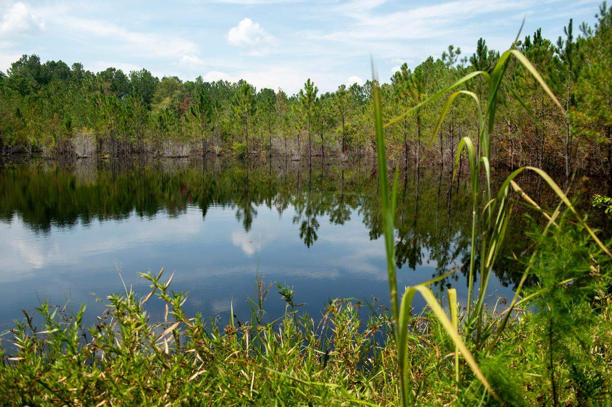 A large pond on Muraco’s 30-acre property in Kiln on Thursday, Aug. 15, 2024, where the beavers will eventually be released once they are fully recovered. Muraco will observe their impact on the environment and behavior.