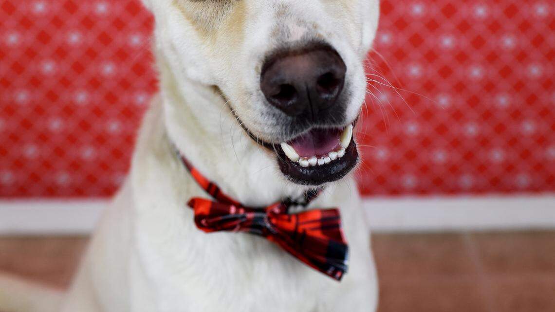 Pet of the week: Pippin 