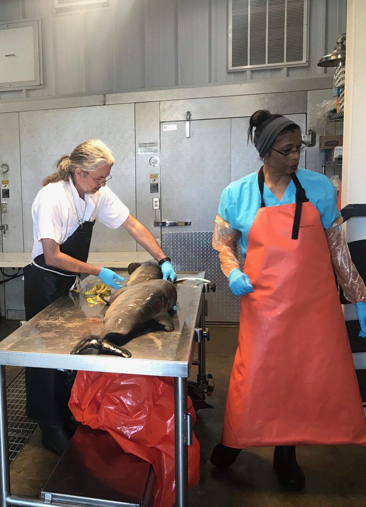 Veterinarians Tim Morgan and Debra Moore of Mississippi State University perform a necropsy on a baby dolphin at the Institute for Marine Mammal Studies in 2019 in Gulfport. Dolphins and endangered Kemp’s ridley sea turtles were washing up with skin lesions, a sign that they were harmed by freshwater intrusion from the Bonnet Carré Spillway.