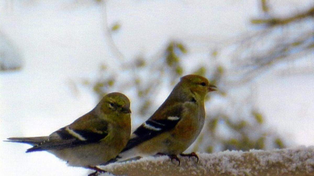 KATE BERGERON/SPECIAL TO THE SUN HERALDWinter goldfinches in Virginia appreciate a heated birdbath. In the cold months, the color of both males and females are more olive than the golden yellow of summertime.