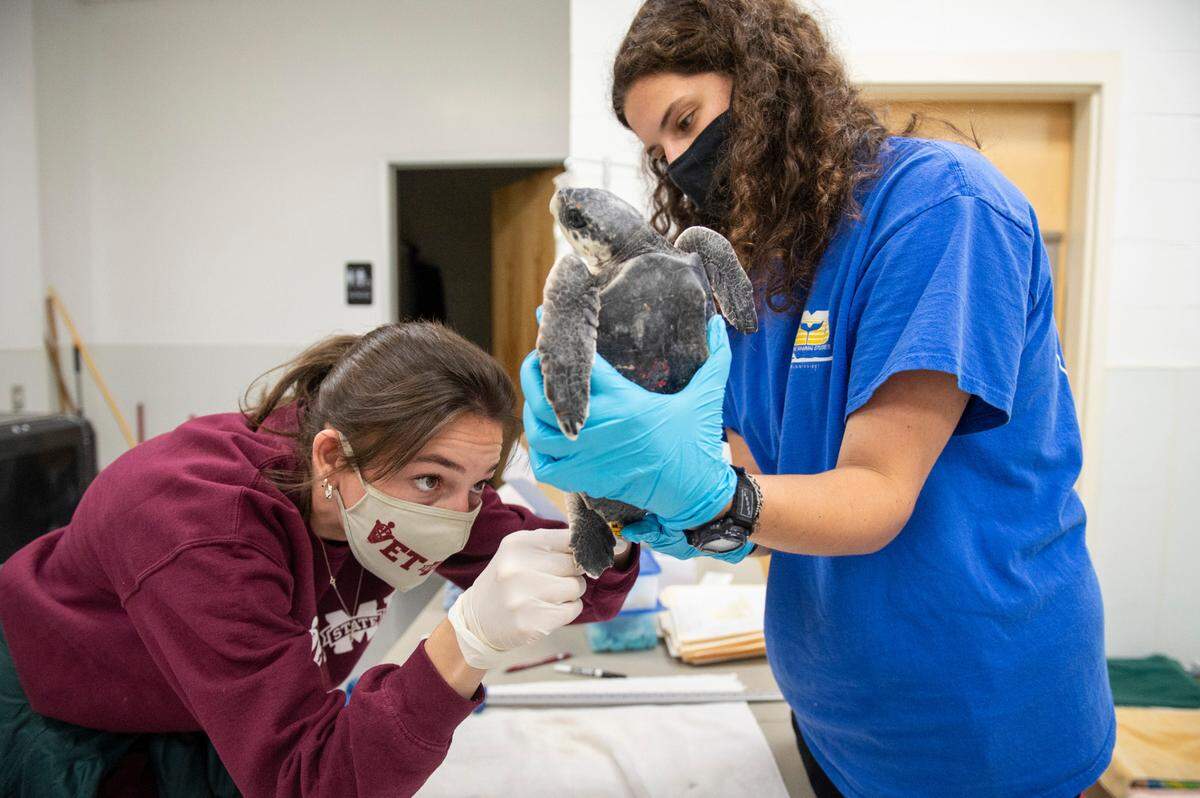 Zoe Dudiak, left, a second year veterinary student at Mississippi State and Callie Austin, a stranding technician at the Institute for Marine Mammal Studies, measure a turtle after it was brought in for rehabilitation at the Institute for Marine Mammal Studies in Gulfport on Monday, Dec. 20, 2021.