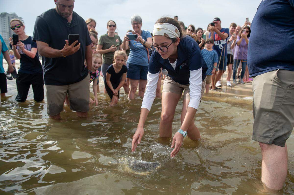 A Mississippi Aquarium worker releases a rehabilitated Kemp’s Ridley sea turtle into the Mississippi Sound in Biloxi on Thursday, April 18, 2024.