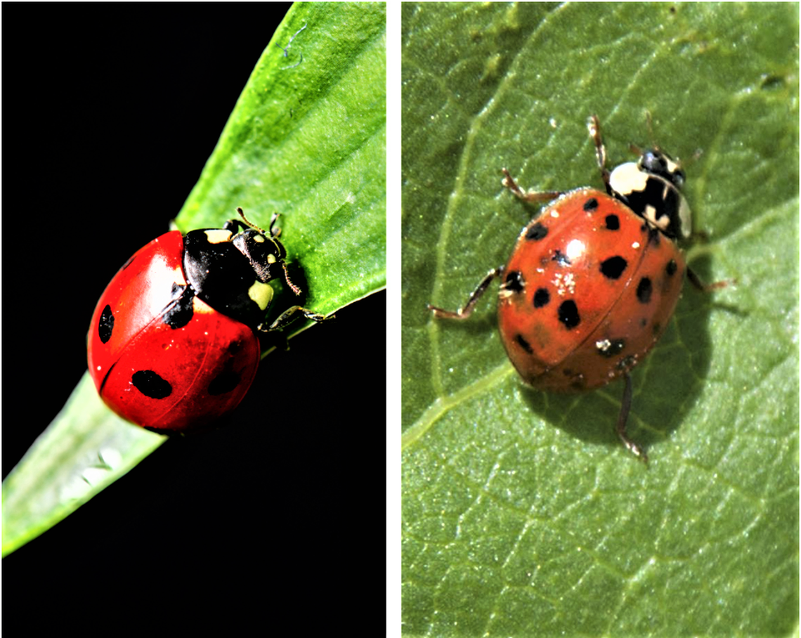 Telling a native American ladybug apart from a Asian lady beetle takes detective work. The Mississippi Extension Service put together this illustration to help, with the U.S. ladybug on the left.