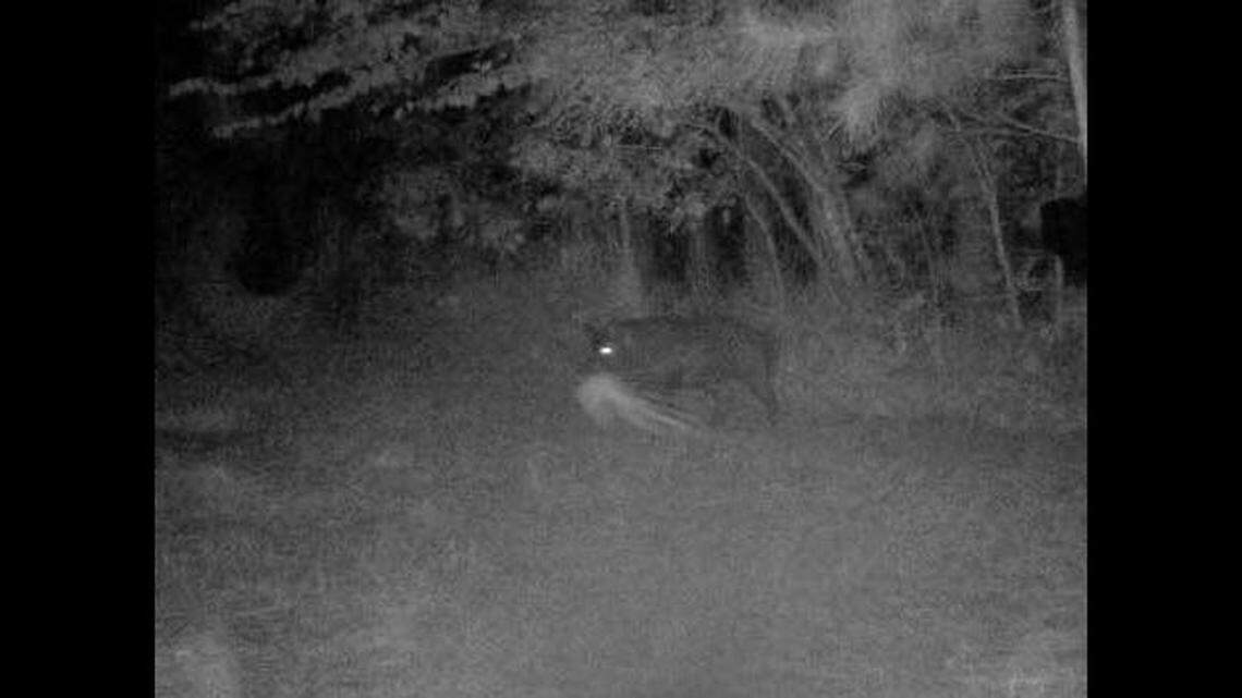 A haunting trail camera photo of a pig dragging something a ghostly has created a mystery in southern Alabama, including the possibility it was about to eat an octopus ... or an alien.