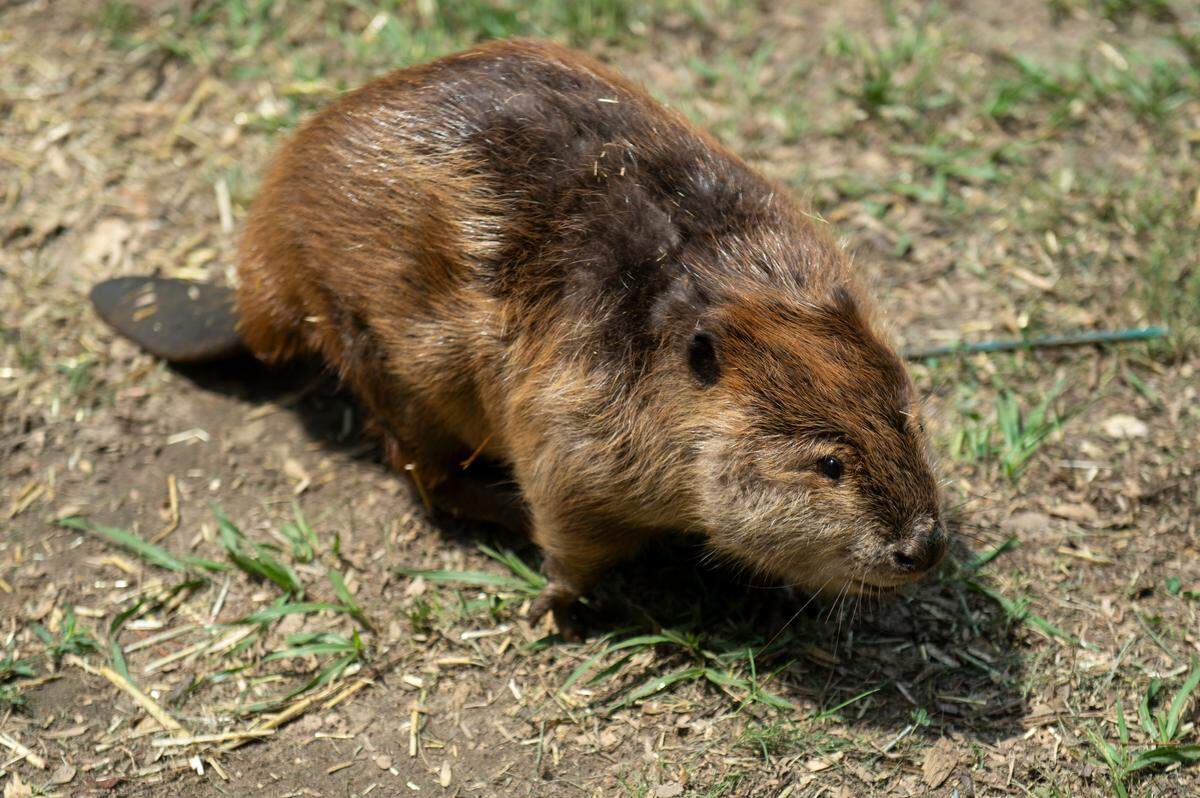 Tulip, one of the beavers being rehabilitated at Muraco’s property, walks from her pen to her pool on Thursday, Aug. 15, 2024.