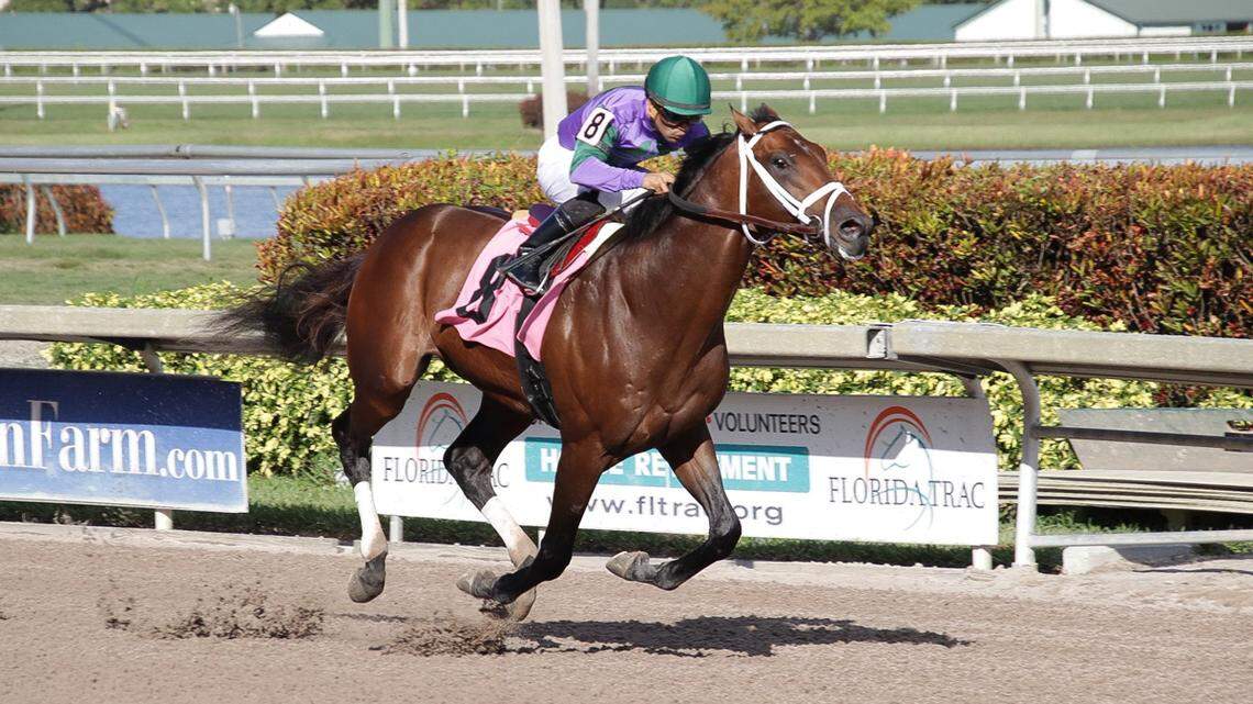 Magnum Moon is one of the favorites to win Saturday's Kentucky Derby. The thoroughbred is owned by Robert and  Lawana Low, owners of Palace Casino Resort in Biloxi, which will host a derby party Saturday.