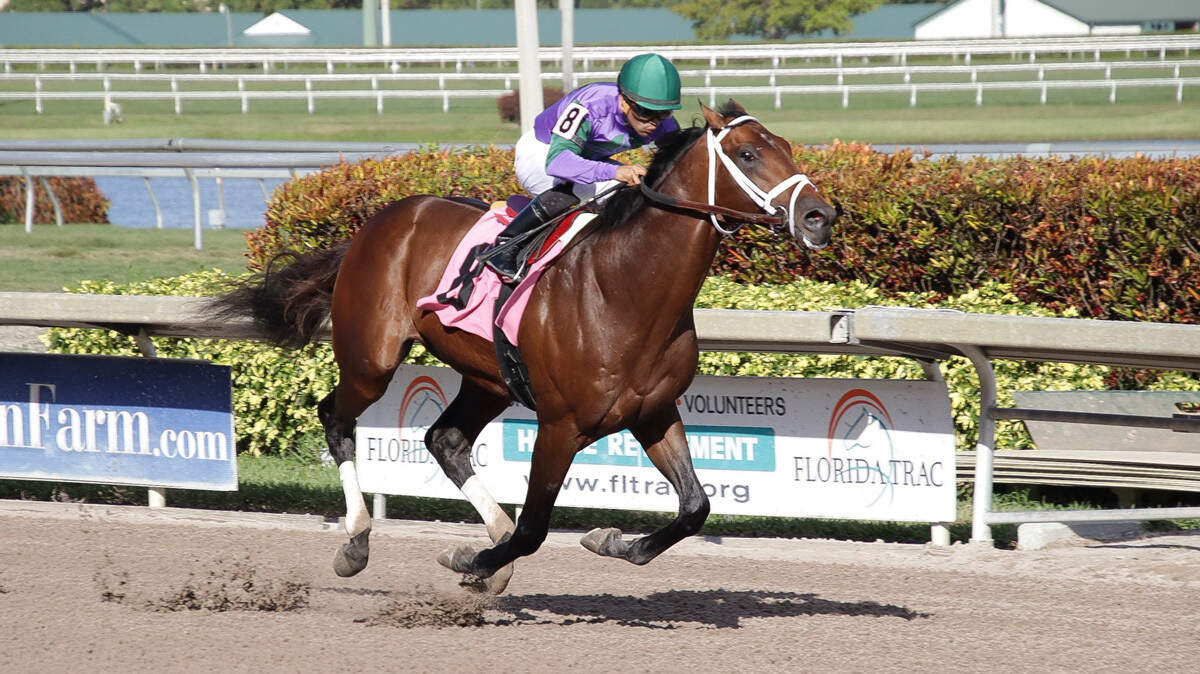 Magnum Moon is one of the favorites to win Saturday's Kentucky Derby. The thoroughbred is owned by Robert and  Lawana Low, owners of Palace Casino Resort in Biloxi, which will host a derby party Saturday.