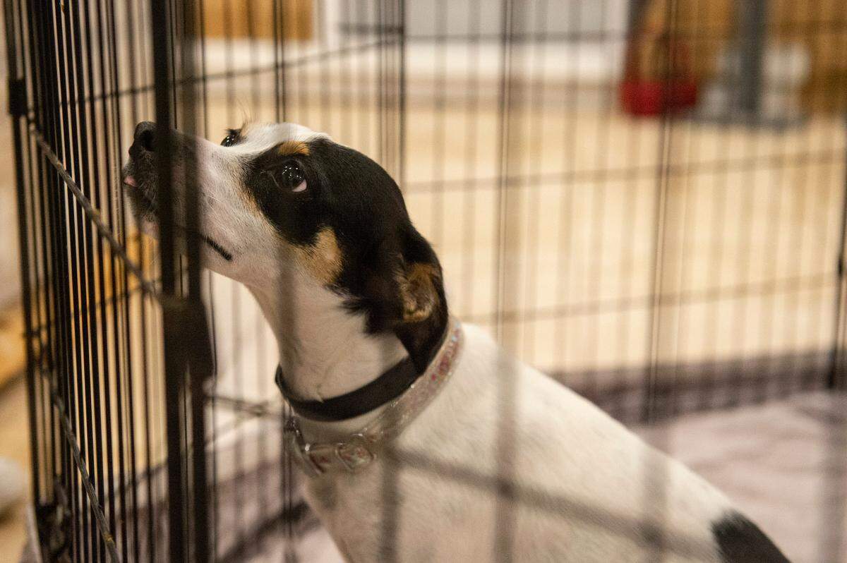 A rat terrier named Darling looks up from her pen at the Humane Society of South Mississippi in Gulfport on Thursday, July 7, 2022. Darling was brought into the Humane Society earlier that day, her previous owner no longer able to care for her.